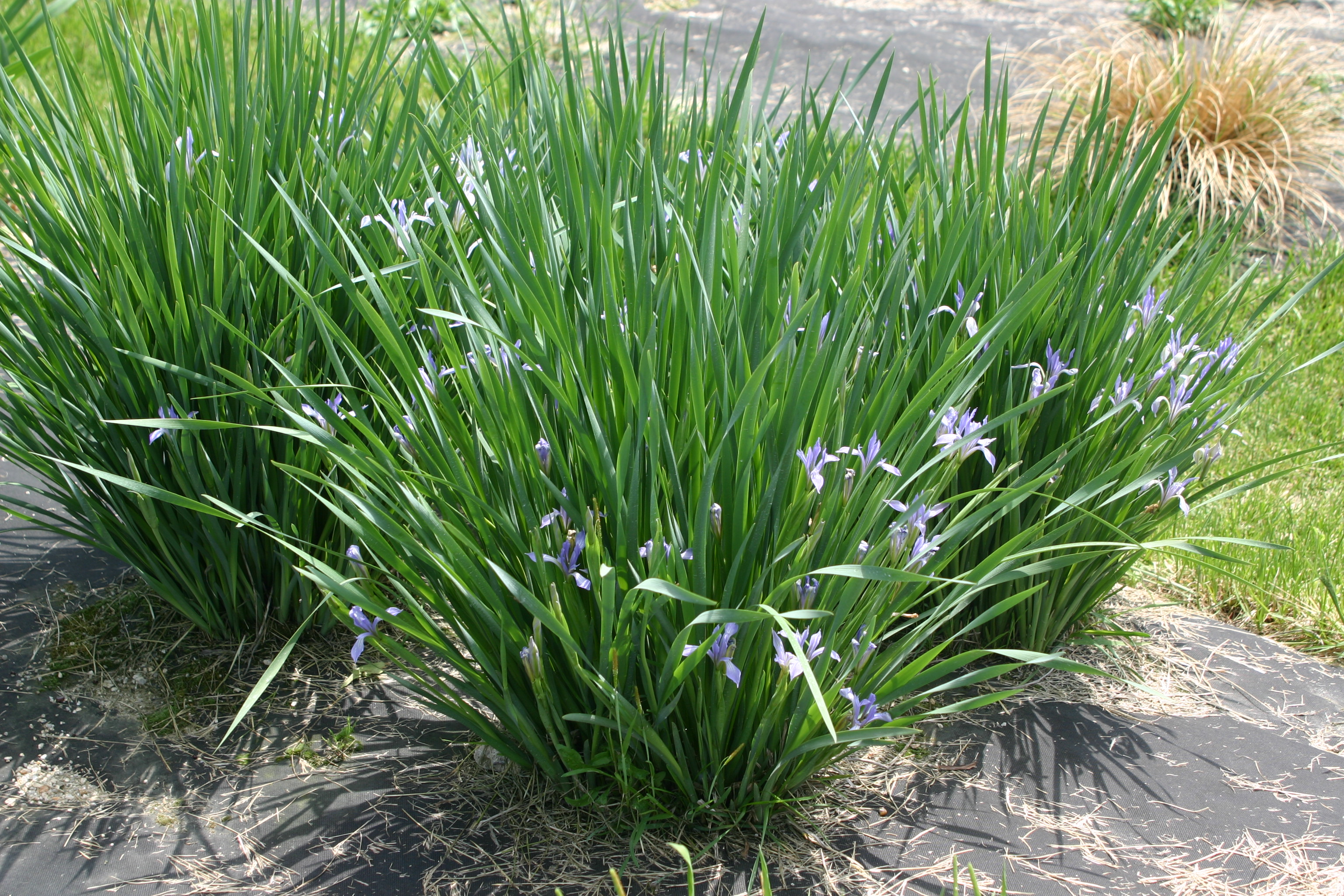 Iris pallasii var. chinensi